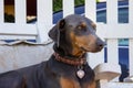 Alert blue doberman female dog sitting on a chair Royalty Free Stock Photo