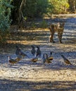 Alert bobcat approaches Gambel`s quail flock Royalty Free Stock Photo