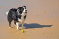 Alert border collie with her ball