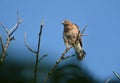 Alert Broad-winged hawk bird perched in a tree Royalty Free Stock Photo