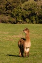 Alert brown alpaca in paddock