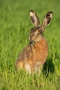 Alert brown hare feeding on green field with blade of grass in mouth.