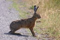 Alert brown hare (Lepus europaeus).