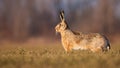 Alert brown hare standing on a green field in spring