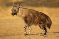 Alert brown hyena - Kalahari desert Royalty Free Stock Photo