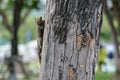 Alert brown squirrel on a tree