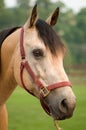 Alert Buckskin Quarter Horse