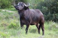 Alert Buffalo