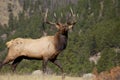 Alert Bull Elk Royalty Free Stock Photo