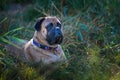 Alert Bullmastiff lies in a lush green grass, wearing a collar and gazing in the distance