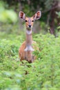 Alert Bushbuck in Mole National Park, Ghana