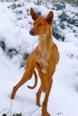 alert Canary Greyhound Podenco Canario Royalty Free Stock Photo