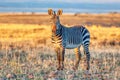 An Alert Cape Mountain Zebra