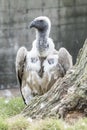 An alert Cape vulture standing next to a tree stump