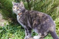 Alert cat in a garden is carefully watching for something Royalty Free Stock Photo