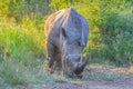 Alert and charging male bull white Rhino or Rhinoceros in a game reserve during safari in South Africa Royalty Free Stock Photo