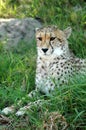 Alert Cheetah