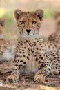 Alert Cheetah