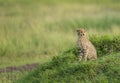 Alert Cheetah Cub sitting in green grass at Masai Mara, Kenya Royalty Free Stock Photo