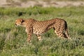 Alert cheetah on the hunt