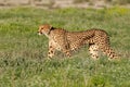 Alert cheetah on the hunt