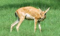 Alert chinkara deer Royalty Free Stock Photo