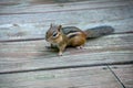 Alert chipmunk on a deck Royalty Free Stock Photo