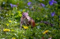 Alert chipmunk in a garden Royalty Free Stock Photo