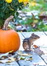 An alert chipmunk pauses by a fat round pumpkin Royalty Free Stock Photo