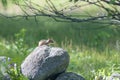 Alert Chipmunk Royalty Free Stock Photo