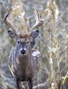 Whitetail buck in corn field Royalty Free Stock Photo