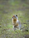 Alert Columbian ground squirrel in the grass