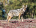 Alert Coyote Looking at Camera