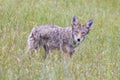 Alert Coyote Standing Still and Looking at Camera.