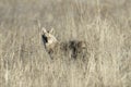 Alert coyote in the tall grass Royalty Free Stock Photo