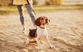 Alert beagle dog with woman standing on sand