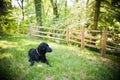 Alert Curly-Coated Retriever Royalty Free Stock Photo