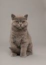 Alert cute grey british shorthair kitten cat on a grey background Royalty Free Stock Photo