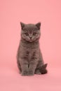 Alert cute grey british shorthair kitten cat looking at the camera on a pink background Royalty Free Stock Photo