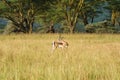 Alert deer Royalty Free Stock Photo