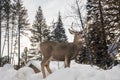 alert deer scanning for predator in the snow Royalty Free Stock Photo