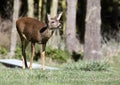 Alert Deer Standing with Ears Upright