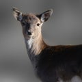 The alert deer