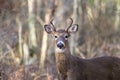 Alert deer in woods