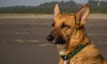 Alert dog on the beach watching the ocean