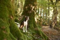 Alert Dog in Forest, A vigilant mixbreed stands in the woods