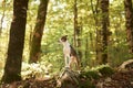 Alert Dog in Forest, A vigilant mixbreed stands in the woods