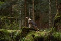 Alert Dog in Forest, A vigilant mixbreed stands in the woods