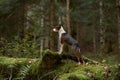 Alert Dog in Forest, A vigilant mixbreed stands in the woods