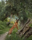 Belgian Malinois stands on an ancient olive tree, blending adventure in nature